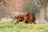 SETTER IRLANDAIS 280
